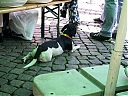 Dateiname=24_Kundgebung_Sa303.jpg
Dateigröße=84KB
Abmessungen: 1024x768
hinzugefügt am: 27. Juni 2012 24_Kundgebung_Sa303.jpg